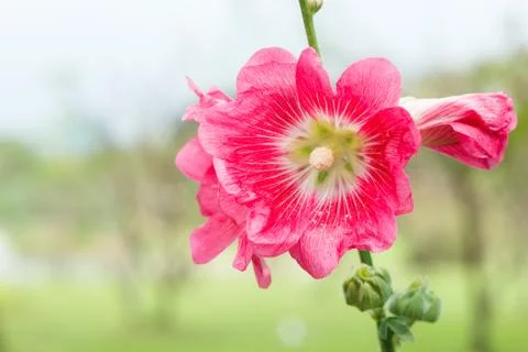 Rose of sharon Stock Photos