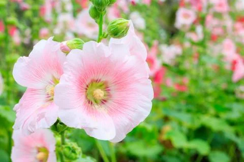 Rose of sharon Stock Photos