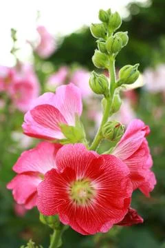 Rose of sharon Stock Photos