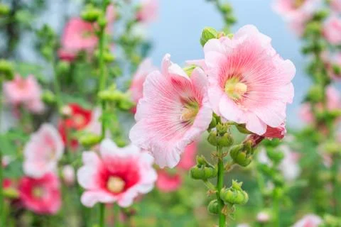Rose of sharon Stock Photos