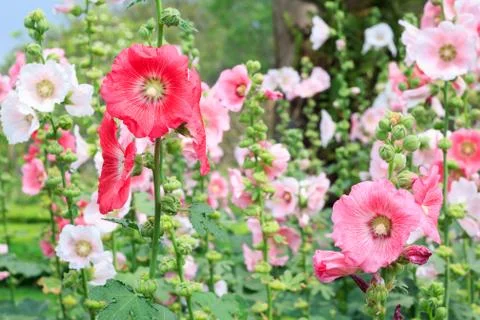 Rose of sharon Stock Photos