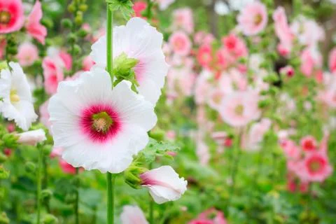 Rose of sharon Stock Photos