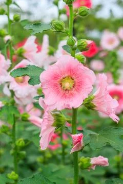 Rose of sharon Stock Photos