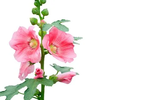 Rose of sharon Stock Photos