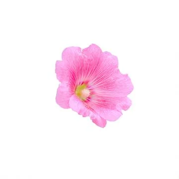 Rose of sharon Stock Photos