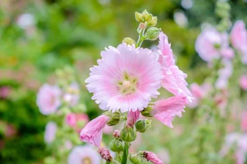 Rose of Sharon Stock Photos