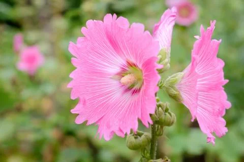 Rose of Sharon Stock Photos