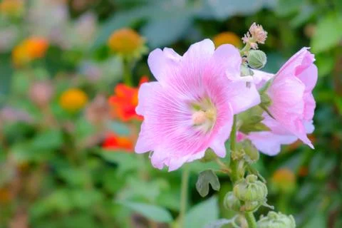 Rose of Sharon Foto stock