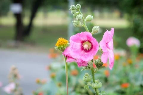 Rose of Sharon Stock Photos