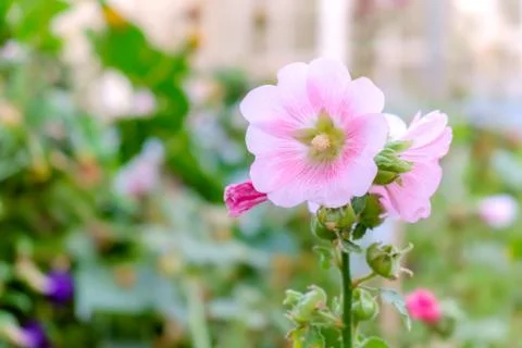 Rose of Sharon Stock Photos