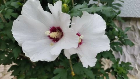 Rose of Sharon Stock Photos