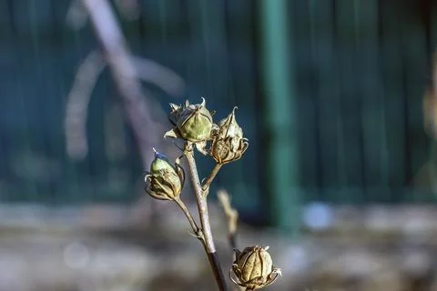 Rose of Sharon Seed Capsules at Different Maturity Stages Stock Photos