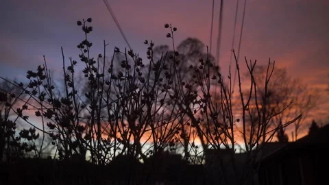 Rose of Sharon in silhouette during winter Stock Footage 149894445