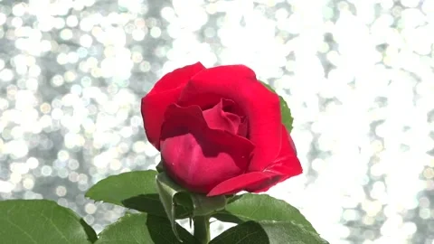 Rose on shiny background #55 Stock Footage 158417916