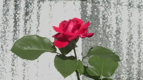 Rose on shiny background #59 Stock Footage 158417946