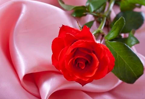 Rose on silk Stock Photos