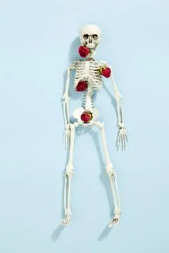 Rose skeleton Stock Photos