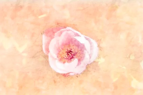 Rose Sketch Stock Photos