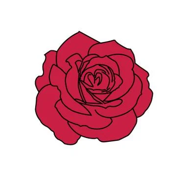 Rose sketch vector illustration - vector Stock Illustration