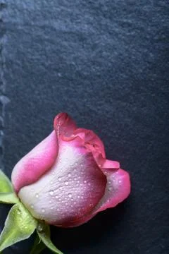 Rose on slate 스톡 사진