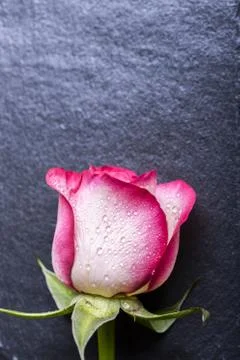 Rose on slate Foto stock