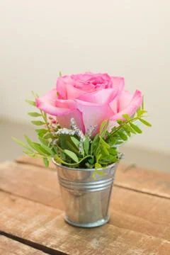 Rose in small bucket Stock Photos