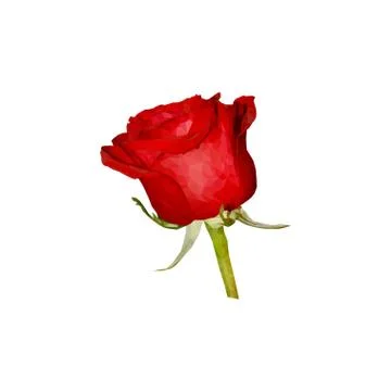 Rose small Stock Illustration