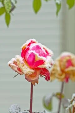 Rose with snow Stock Photos