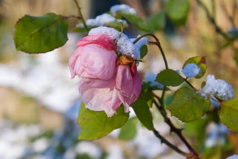 Rose with snow Stock Photos