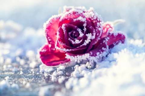 Rose in the snow 库存照片