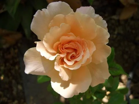 Rose in soft lighting Stock Photos