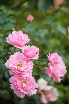 Rose Sommerwind Stock Photos