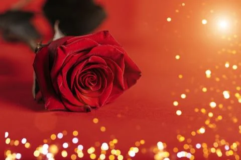 Rose on sparkling red background. Stock Photos