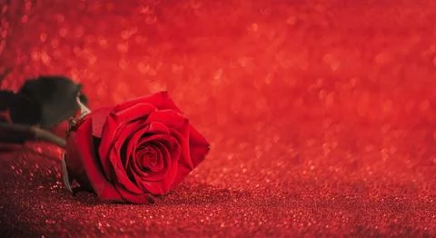 Rose on sparkling red background. Stock Photos