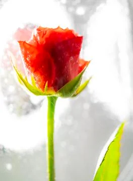 Rose with splashes of rain 스톡 사진