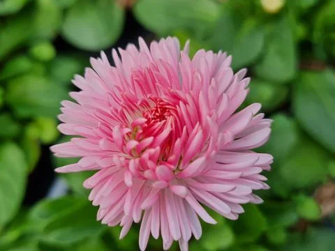 Rose spring flower Stock Photos