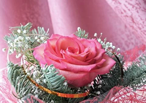 Rose in spruce branches Stock Photos