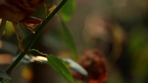 Rose Stem with Green Leaf and Dried Petals in Warm Light Stock Footage 325715947