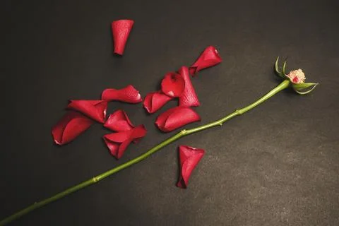 A rose stem lies on a dark surface among red rose petals. Destruction Stock Photos