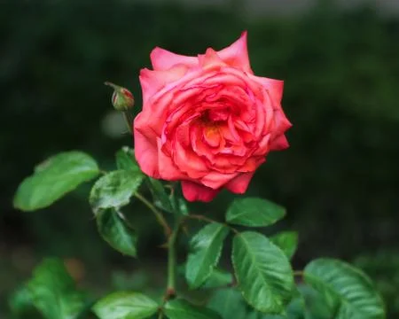 The rose is on the stem. Stock Photos