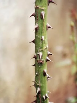 Rose Stem with Pines 写真素材