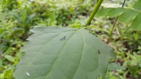 Rose stem sawfly (Organ pipe mud dauber) resting on leaves carried by the wind. Stock Footage 289637323