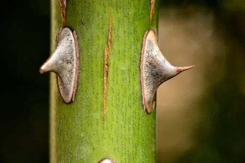 Rose stem showing many sharp red thorns Stock Photos