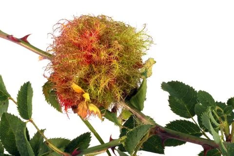 Rose stem wasp gall Stock Photos