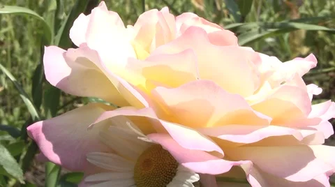 Rose, summer in the garden. Stock Footage 6324774