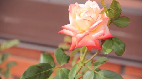 Rose summer garden sun Stock Footage 87597633