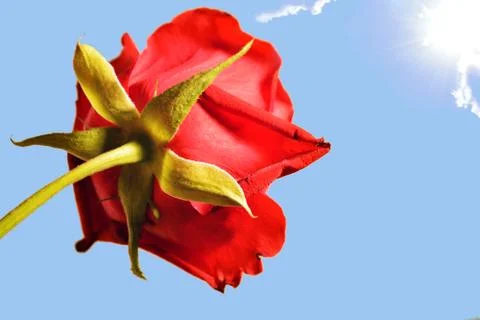 Rose in the sun Stock Photos