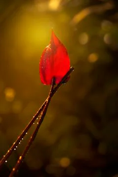 Rose in the sun Stock Photos