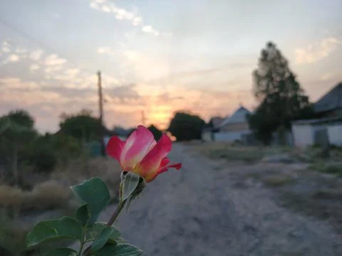 Rose at sunset  Stock Photos