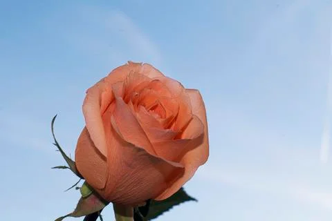 Rose in the sunshine Stock Photos